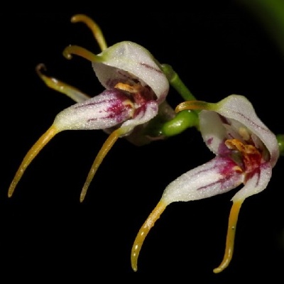 Flores brancas e roxas com extensões amarelas em fundo preto