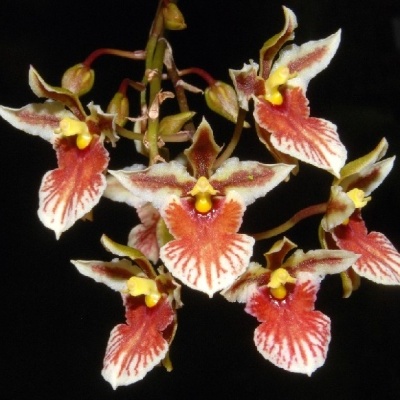 Flores de orquídea vermelhas, brancas e amarelas sobre fundo preto