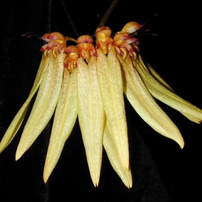 Flor pendente com pétalas amarelas e tons alaranjados