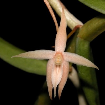 Flor branca rosada com pétalas longas e estreitas