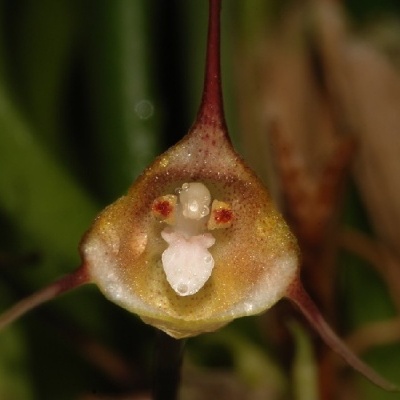 Flor amarela com pontas vermelhas e detalhes no centro em fundo verde desfocado