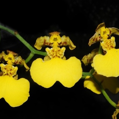 Orquídeas amarelas em ramo com fundo preto