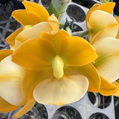 Flores amarelas e brancas com pétalas largas em viveiro
