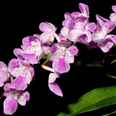 Orquídea rosa e branca com fundo preto