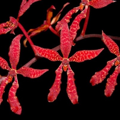 Flores vermelhas com pétalas longas em fundo preto