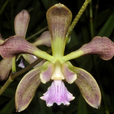 Orquídea castanha e verde com lábio rosado sobre fundo escuro
