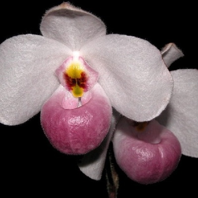 Orquídea branca com centro rosa e detalhes amarelos e castanhos