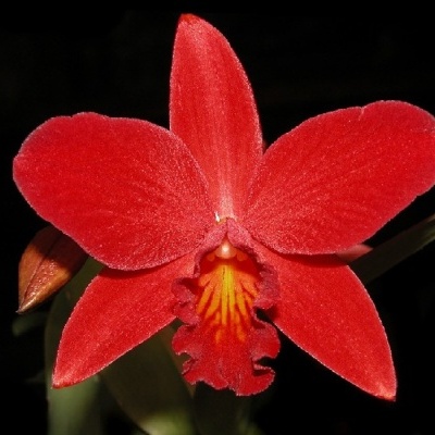 Flor vermelha brilhante com cinco pétalas largas