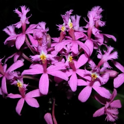 Orquídea com flores cor-de-rosa e detalhes amarelos e brancos