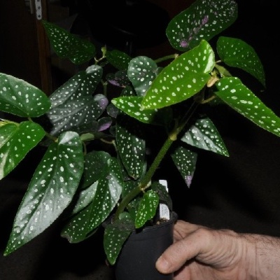 Planta em vaso preto com folhas verdes manchadas de branco segurada por uma mão