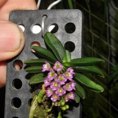 Placa preta com planta pequena de folhas verdes e flores roxas sendo segurada por uma mão.