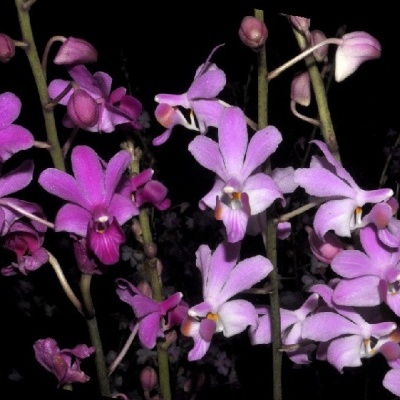 Flores de orquídea rosa e lilás em ramos finos sobre fundo preto
