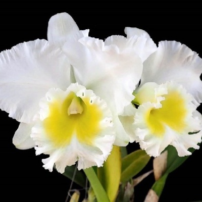 Orquídea branca e amarela com folhas verdes em fundo preto