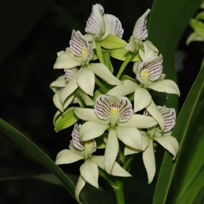 Flores de orquídea brancas com detalhes roxos e folhas verdes