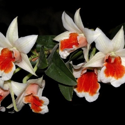 Ramo de orquídeas brancas com centro vermelho e folhas verdes