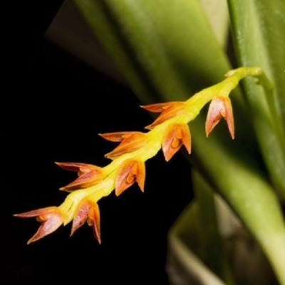Inflorescência com flores pequenas laranja e amarelas, folhas verdes, fundo escuro
