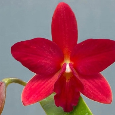 Orquídea vermelha com pétalas e folha verde sobre fundo cinza