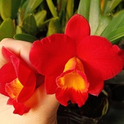 Flor vermelha com centro amarelo em mão e fundo de folhas verdes