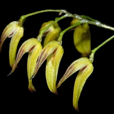 Flores amarelas alongadas com manchas vermelhas em ramos verdes, fundo preto