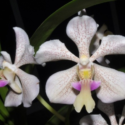 Orquídea branca com manchas cor-de-rosa e detalhes coloridos