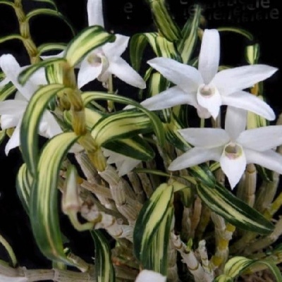 Orquídea branca com folhas verdes e amarelas