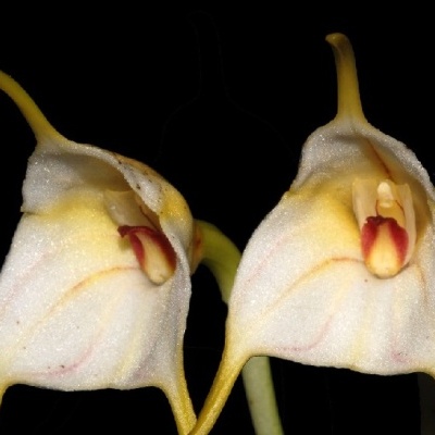 Duas flores exóticas brancas com detalhes amarelos e vermelhos em fundo preto