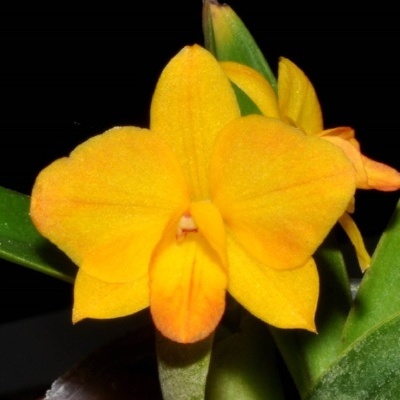 Orquídea amarela com detalhes alaranjados e folhas verdes