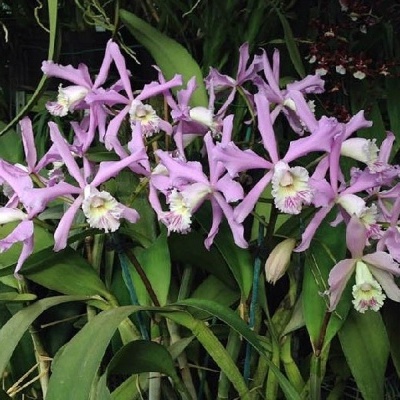 Orquídeas cor-de-rosa com folhas verdes em ambiente natural