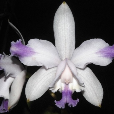 Flor de orquídea branca e roxa com fundo preto
