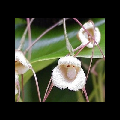 Flores brancas felpudas com caules finos e folhas verdes ao fundo