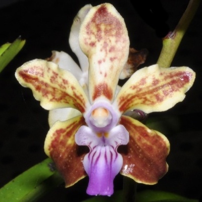 Orquídea castanha, amarela e roxa com folhas verdes em fundo escuro