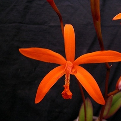 Orquídea laranja com folhas verdes e caule castanho