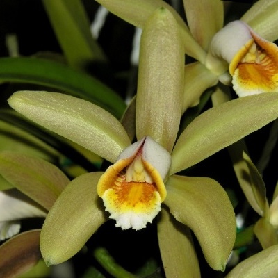 Orquídea amarela com labelo branco e laranja