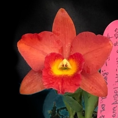 Flor vermelha e amarela de orquídea sobre fundo preto com papel cor-de-rosa com escrita