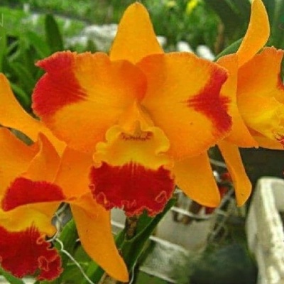 Flores de orquídea amarelas com bordas vermelhas e fundo natural