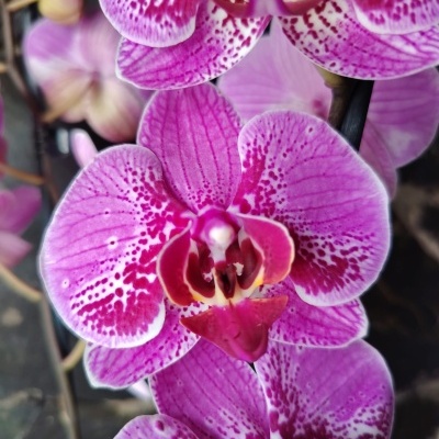 Orquídea cor de rosa com pétalas pontilhadas em tons escuros