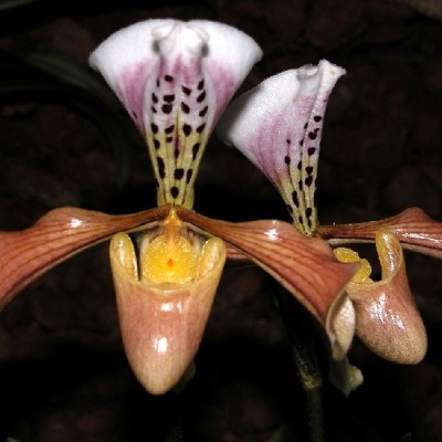 Duas flores de orquídea tipo sapatinho com pétalas castanho-claro e branco com manchas negras e rosadas