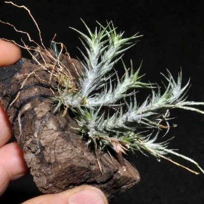 Planta Tillandsia com raízes em pedaço de cortiça à mão com fundo preto