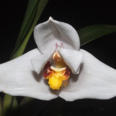 Orquídea branca com centro amarelo e castanho e folhas verdes