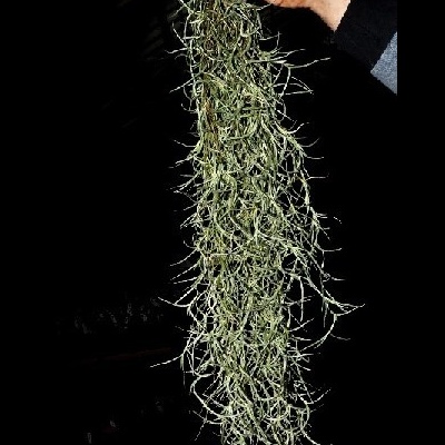 Mão segurando ramo comprido de planta com folhas finas cinzentas