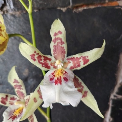 Flor de orquídea com pétalas verdes e manchas vermelhas sobre fundo pedra preta