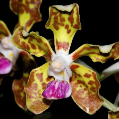 Flor de orquídea amarelo e castanha com labelo roxo e branco