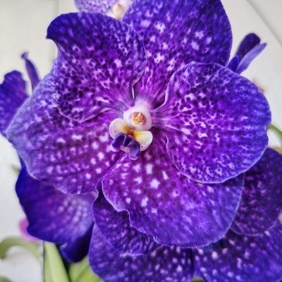 Flor de orquídea roxa com padrão salpicado e folhas verdes