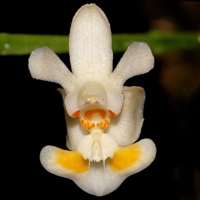 Orquídea branca com detalhes amarelos e laranja sobre fundo escuro