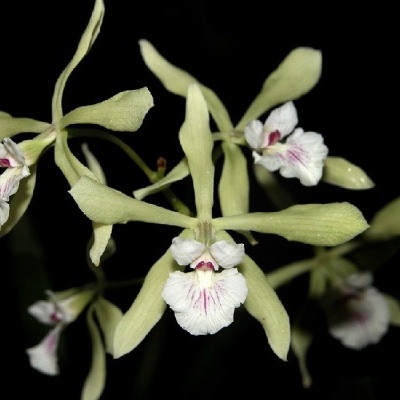 Orquídea com pétalas verde claras e centros brancos com detalhes rosa.