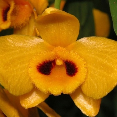 Flor amarela de orquídea com pétalas aveludadas e manchas escuras no centro