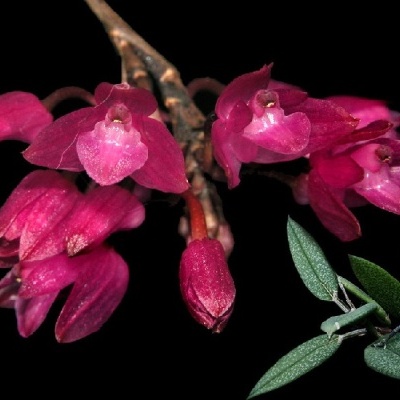 flores cor de rosa vibrante com folhas verdes