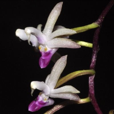 Flor branca e roxa com pétalas finas num ramo escuro