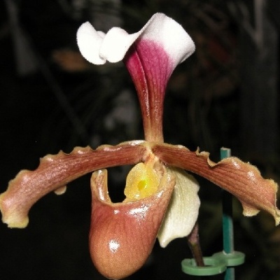 Orquídea de pétalas marrons e brancas com suporte verde