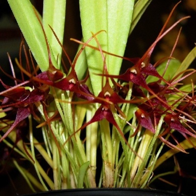 Planta com flores vermelhas e pétalas finas em vaso preto